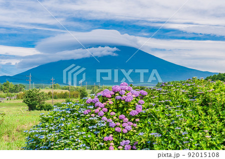 （静岡県）満開のアジサイと巨大な雲がかかった富士山 92015108