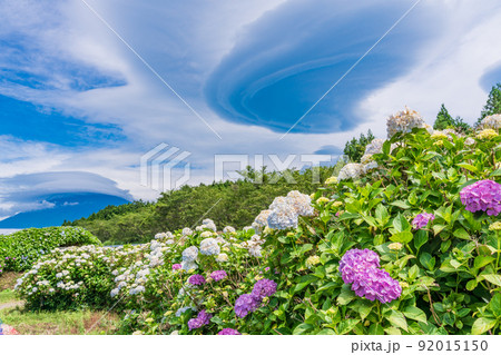 (静岡県)満開のアジサイと巨大な吊るし雲がかかった富士山 (静岡県)満開のアジサイと巨大な吊るし雲がかかった富士山 92015150
