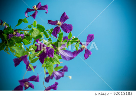 beautiful blooming clematis on a blue background 92015182