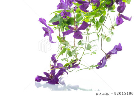 beautiful blooming clematis on a white background 92015196