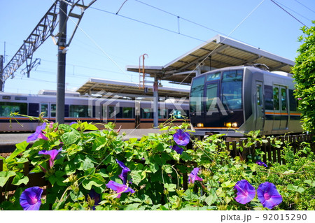 ノアサガオとJR福知山線の車両/川西池田駅(兵庫県川西市) ノアサガオとJR福知山線の車両/川西池田駅(兵庫県川西市) 92015290