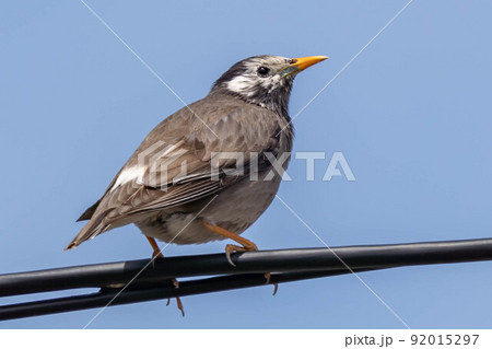 かっこいいムクドリ 92015297