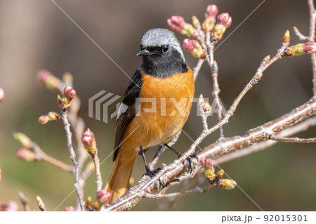 ジョウビタキとつぼみ 92015301