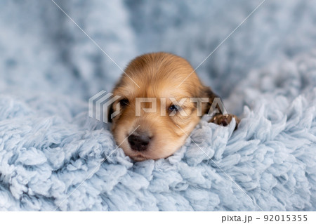 仔犬　カニンヘンダックスフンド 92015355