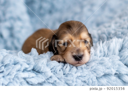 仔犬 カニンヘンダックスフンド 仔犬 カニンヘンダックスフンド 92015356