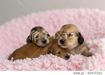 仔犬 カニンヘンダックスフンド 仔犬 カニンヘンダックスフンド 92015361