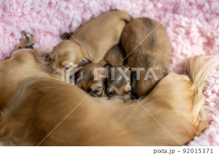 仔犬 カニンヘンダックスフンド 授乳 仔犬 カニンヘンダックスフンド 授乳 92015371