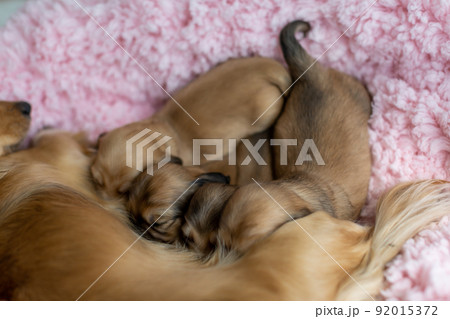 仔犬　カニンヘンダックスフンド　授乳 92015372