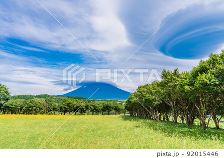 (静岡県)西洋タンポポの咲いた畑越しに、吊るし雲がかかった富士山 (静岡県)西洋タンポポの咲いた畑越しに、吊るし雲がかかった富士山 92015446