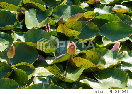 water lily growing on a pond in summer 92016041