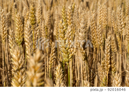 wheat field on a sunny day wheat field on a sunny day 92016046
