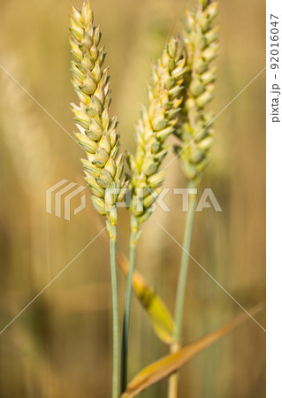 wheat field on a sunny day 92016047