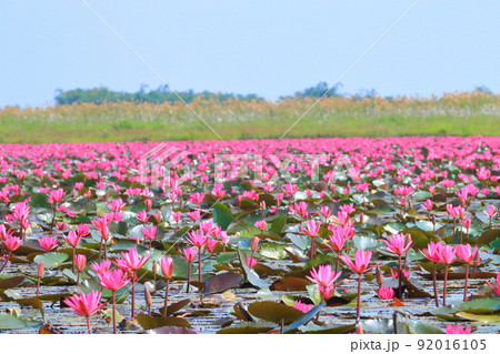 ノンハン湖の睡蓮 92016105