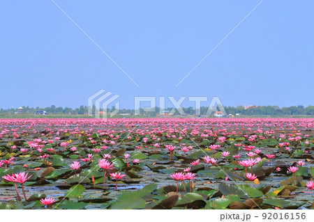 ノンハン湖の睡蓮 ノンハン湖の睡蓮 92016156