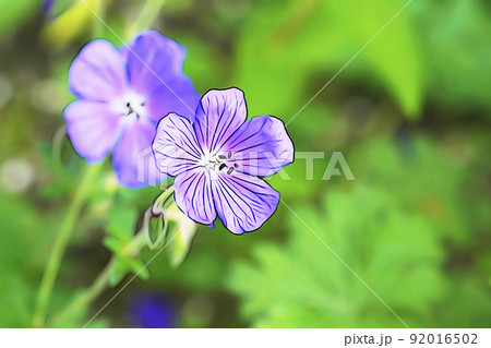 パステル調 ”満開の花 フウロソウ” イラストイメージ パステル調 ”満開の花 フウロソウ” イラストイメージ 92016502