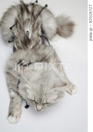 Cat at veterinary clinic Cat at veterinary clinic 92016727