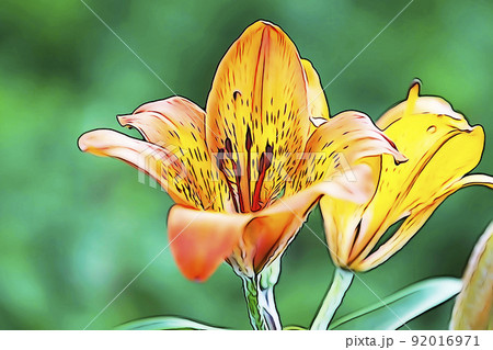 パステル調　”エゾスカシユリ”　イラストイメージ 92016971