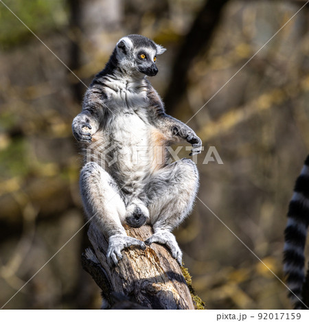 The ring-tailed lemur,Lemur catta with white ringed tail is the most known lemur 92017159