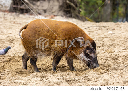 Red river hog, Potamochoerus porcus, also known as the bush pig. Red river hog, Potamochoerus porcus, also known as the bush pig. 92017163