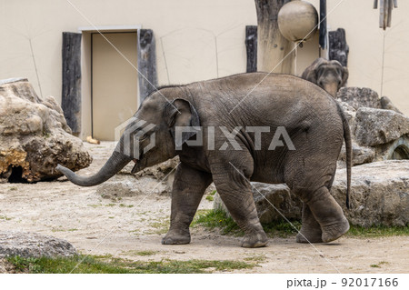 A young little Asian elephant, Elephas maximus also called Asiatic elephant A young little Asian elephant, Elephas maximus also called Asiatic elephant 92017166