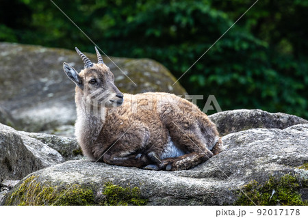 Male mountain ibex or capra ibex on a rock living in the European alps 92017178