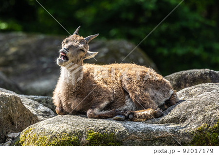 Male mountain ibex or capra ibex on a rock living in the European alps Male mountain ibex or capra ibex on a rock living in the European alps 92017179