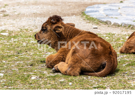 Young baby Heck cattle, Bos primigenius taurus or aurochs in a German park 92017195