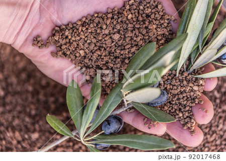 Close-up of a handful of crushed olive pits in the hands of a man. Concept of organic crushed olive seeds used as biofuel. Biofuel component. Biomass energy. 92017468