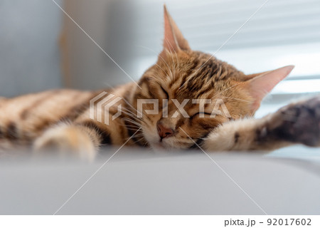 Domestic bengal cat sleeps on the couch. Domestic bengal cat sleeps on the couch. 92017602
