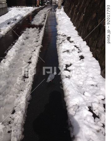 雪道を歩くハト 雪道を歩くハト 92017793