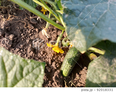 Flowers, ovaries and cucumber on plant stems. 92018331