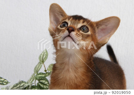 Abyssinian kitten, white wall background. Young beautiful purebred red short haired kitty. Small cute pets at cozy home. Top view banner. Funny adorable cats. Postcard concept. Close up, copy space. 92019050