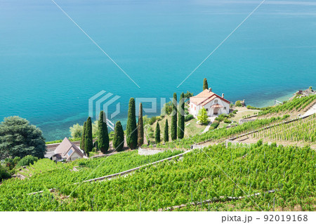 Beautiful sunny landscape with vineyards near lake 92019168