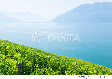 Beautiful sunny landscape with vineyards near lake Beautiful sunny landscape with vineyards near lake 92019170