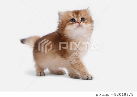 British longhair kitten on white background with green leaves. Golden chinchilla highlander. Cute fluffy kitten . Pets at cozy home. Top view web banner. Funny adorable pets cats. Postcard concept. 92019279