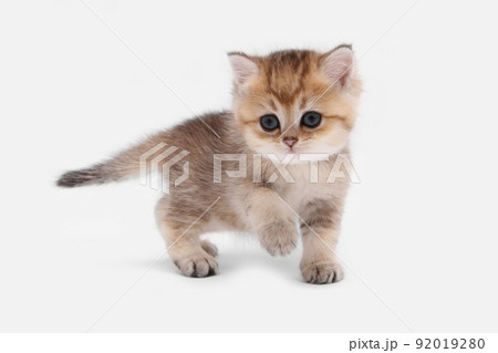 British shorthair kitten of golden color on white background and green leaves. Cute red chinchilla kitten. Pets at cozy home. Top down view web banner. Funny adorable pets cats. Postcard concept. 92019280