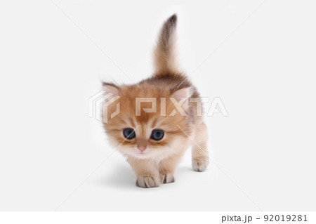 British longhair kitten on white background with green leaves. Golden chinchilla highlander. Cute fluffy kitten . Pets at cozy home. Top view web banner. Funny adorable pets cats. Postcard concept. 92019281