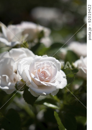 花写真　バラ  Rose Aspirin　ピンク色のバラ　英国式バラ園　ヴィーゲラン公園　ノルウェー 92019422