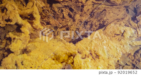 An algal bloom or algae bloom, the water in the river bloomed, the appearance of a lot of yellow algae, water lilies, a sunny summer day, top view 92019652
