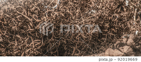 Closeup scrap rusty steel twisted spiral from the lathe shavings. Metal shaving - industrial garbage Closeup scrap rusty steel twisted spiral from the lathe shavings. Metal shaving - industrial garbage 92019669