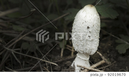 close up of white mushroom or fungi close up of white mushroom or fungi 92019670