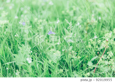 Green grass texture as background. Perspective view and selective focus. artistic abstract spring or summer background with fresh grass as banner or eco wallpaper. Leaves blur effect. Macro nature. 92019955