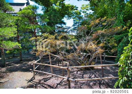松本城(夏 晴天 城 松 松林 青空) 松本城(夏 晴天 城 松 松林 青空) 92020501