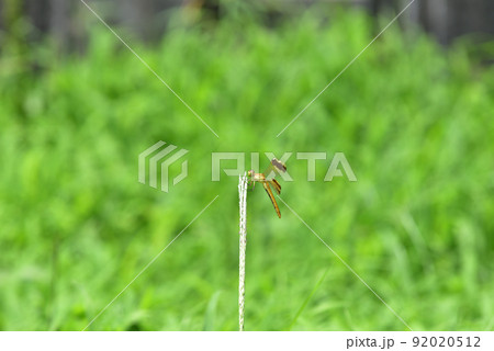 北杜市白州町、草に止翅を休める休めるトンボ 92020512