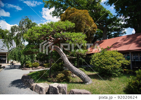 松本城(夏 晴天 お城 松 青い空 雲 庭園) 松本城(夏 晴天 お城 松 青い空 雲 庭園) 92020624