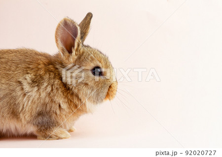 Easter cute brown fluffy rabbit close-up on a pastel pink background. Concept for spring holiday of Easter. Domestic hare with mustache . Easter holiday concept. Festive rabbit for spring holidays Easter cute brown fluffy rabbit close-up on a pastel pink background. Concept for spring holiday of Easter. Domestic hare with mustache . Easter holiday concept. Festive rabbit for spring holidays 92020727
