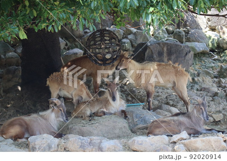 サファリパークの飼育スペースの木陰にヒマラヤタールの群れがいる風景 92020914