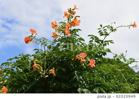 ノウゼンカズラ 92020949