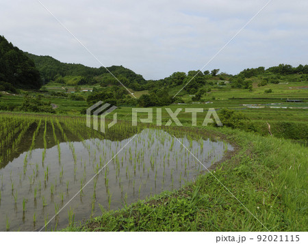 苗が植えられた明日香村の棚田 苗が植えられた明日香村の棚田 92021115