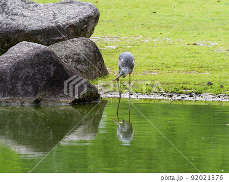 水辺のアオサギ 水辺のアオサギ 92021376